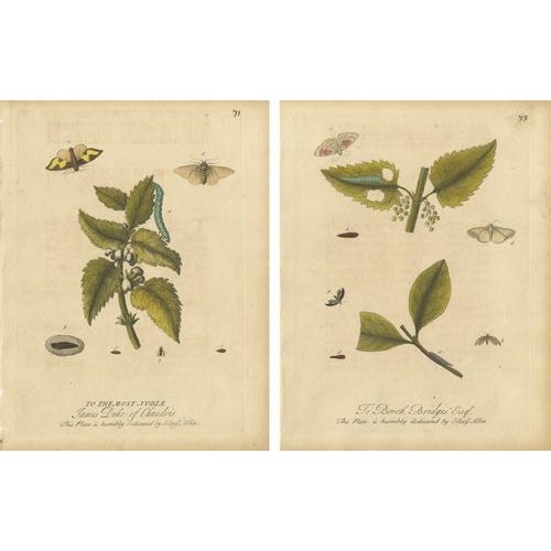 Albin, Entomology Plates of English Insects on Hazel & Elm, 1720, Engravings, Set of 2 For Sale - Image 10 of 10