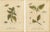 Albin, Entomology Plates of English Insects on Hazel & Elm, 1720, Engravings, Set of 2 For Sale - Image 10 of 10