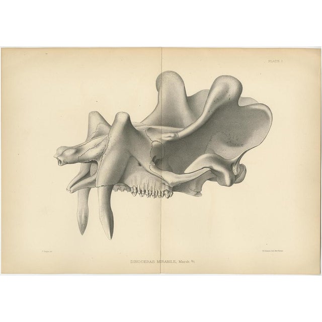 Marsh, Paleontology Illustrations of a Dinoceras Mirabile, 1886, Prints, Set of 5 For Sale - Image 6 of 7