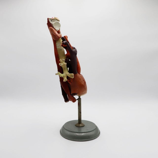 Rubber Heart Anatomical Model Life Size For Sale - Image 7 of 18