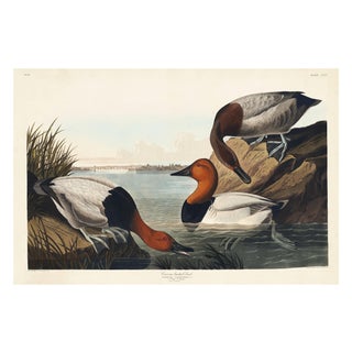 Canvas Backed Duck, Vintage Art Print Reproduction From Birds of America by John James Audubon, 30″ × 20″ For Sale