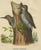 This antique print originates from 'The new and heretofore unfigured species of the birds of North America', published...