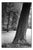 Paul Cooklin, Trees, Harcourt, France, Edition of 50 For Sale