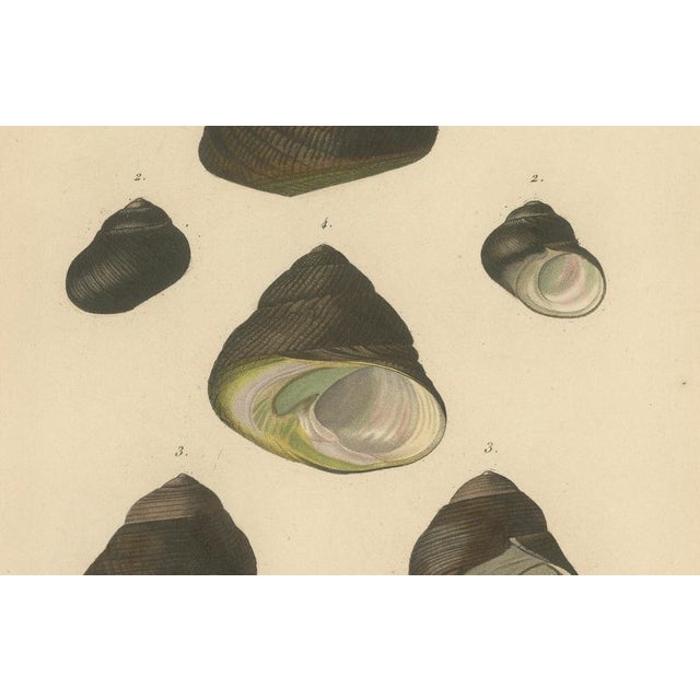 J.B. Baillière et Fils, Turbo Sea Shells Natural History, 1832, Engraving For Sale - Image 4 of 9