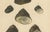 J.B. Baillière et Fils, Turbo Sea Shells Natural History, 1832, Engraving For Sale - Image 4 of 9
