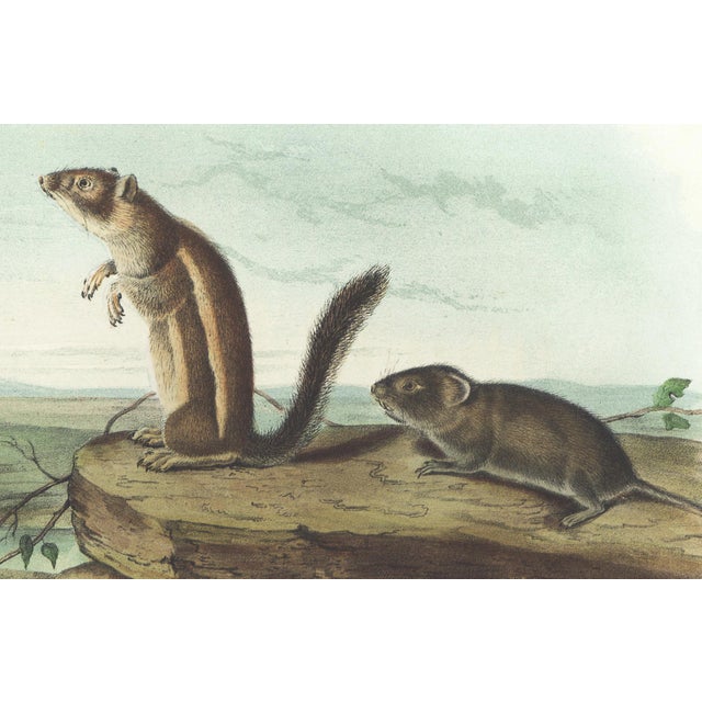 Original first edition Audubon stone lithograph from "The Viviparous Quadrupeds of North America", octavo edition, printed...
