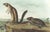 Original first edition Audubon stone lithograph from "The Viviparous Quadrupeds of North America", octavo edition, printed...