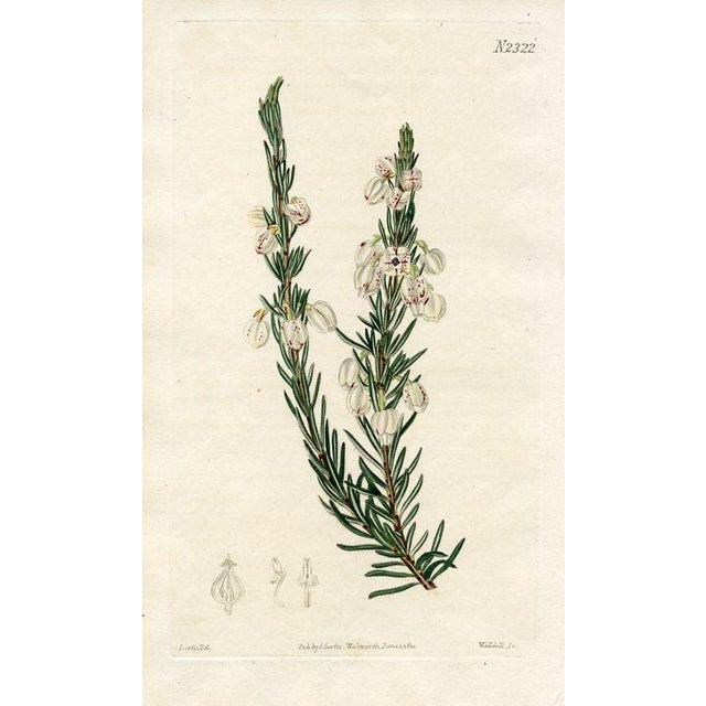 Original early-1800s hand-colored botanical print published in "Curtis's Botanical Magazine", the oldest and longest...