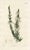 Original early-1800s hand-colored botanical print published in "Curtis's Botanical Magazine", the oldest and longest...