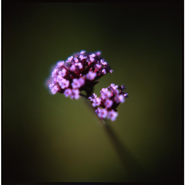 Fine art Giclee prints on Hahnemuhle Photo Rag 308gsm - a 100% cotton, acid-free, mould-made paper. Printed to Fine Art...