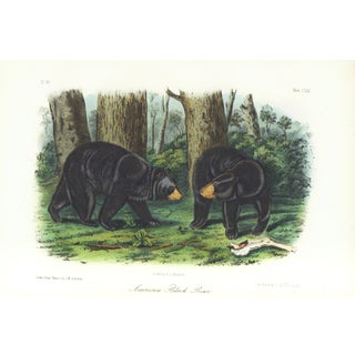 1854 Audubon Quadruped Octavo Lithograph "Plate 141 American Black Bear" For Sale