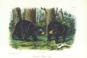 1854 Audubon Quadruped Octavo Lithograph "Plate 141 American Black Bear"