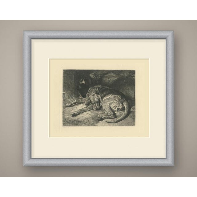 A large hound lies fast asleep on a rumpled fur or straw bedding, curled around on itself with its long ears spilling...