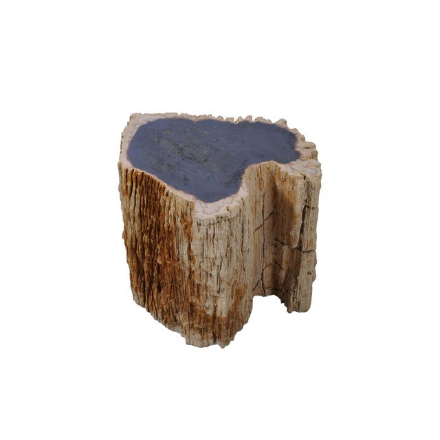 Petrified Wood Side Table Trunk by Xyleia Petrified Wood For Sale - Image 6 of 6