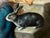 Large Late 20th Century Framed Painting of Child Feeding Rabbits in the Style of Düsseldorf School Artist Felix Schlesinger For Sale In Washington DC - Image 6 of 12