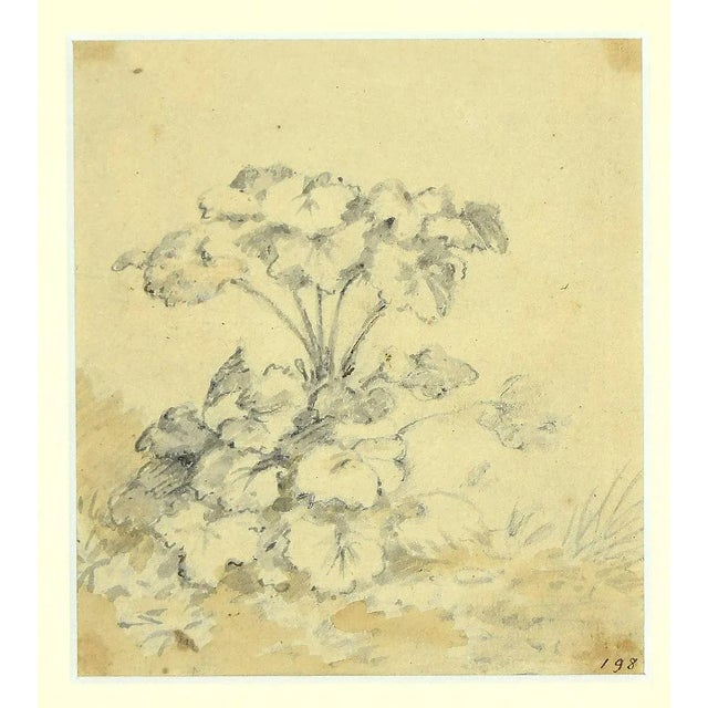 Plants is a beautiful artwork realized by Jan Peter Verdussen in 1740. pen and watercolour on brown paper. In good...