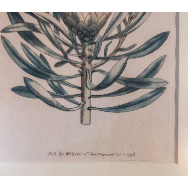 18th Century Hand Colored Botanical Engraving Curtis's Magazine Print Protea For Sale - Image 9 of 10