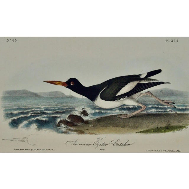 This is an original first octavo edition John James Audubon hand-colored royal octavo lithograph entitled "American Oyster...
