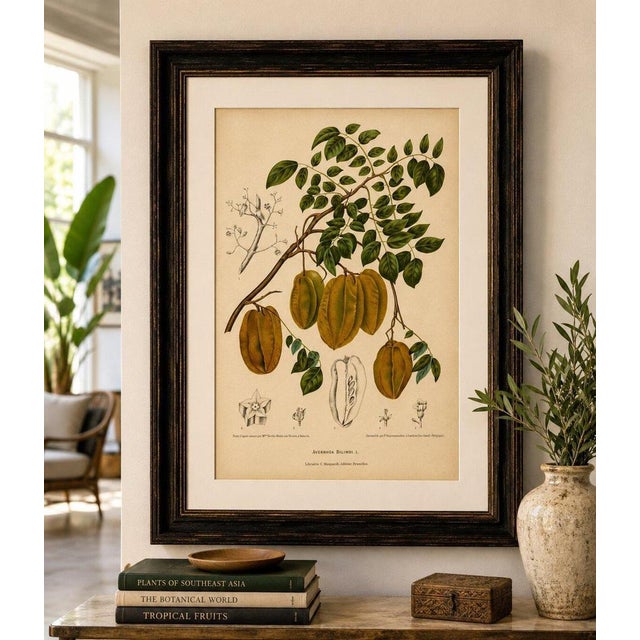 Sheep van Nooten, Star Fruit Botanical, 1880, Chromolithograph For Sale - Image 9 of 10