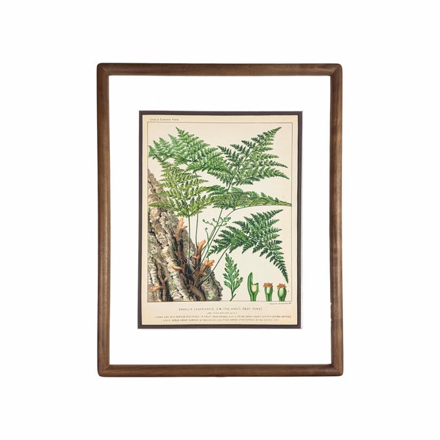 Illustration 19th-Century European Fern Gallery | Set of 16 Framed Botanical Prints For Sale - Image 3 of 12