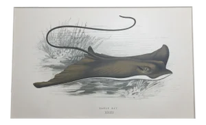 Eagle Ray Original Chromolithograph Print by Jonathan Couch, 1877