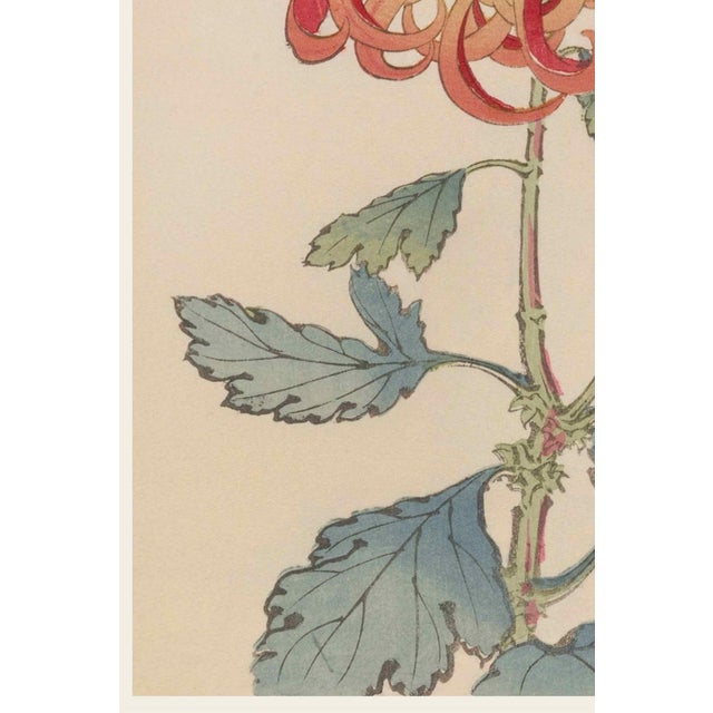 Red Chrysanthemum by Hasegawa, Vintage Japanese Botanical Art Print, 8" X 12" For Sale - Image 4 of 8