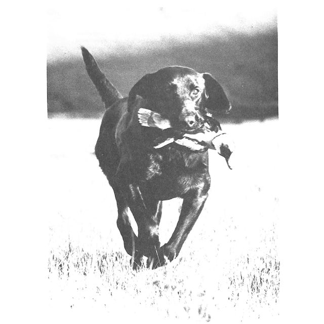 "The Working Retrievers" Book 1983 Quinn, Tom For Sale In New York - Image 6 of 12