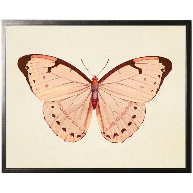 Illustration Horizontal Pink Butterfly Print in Pewter Shadowbox For Sale - Image 3 of 3