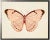 Illustration Horizontal Pink Butterfly Print in Pewter Shadowbox For Sale - Image 3 of 3