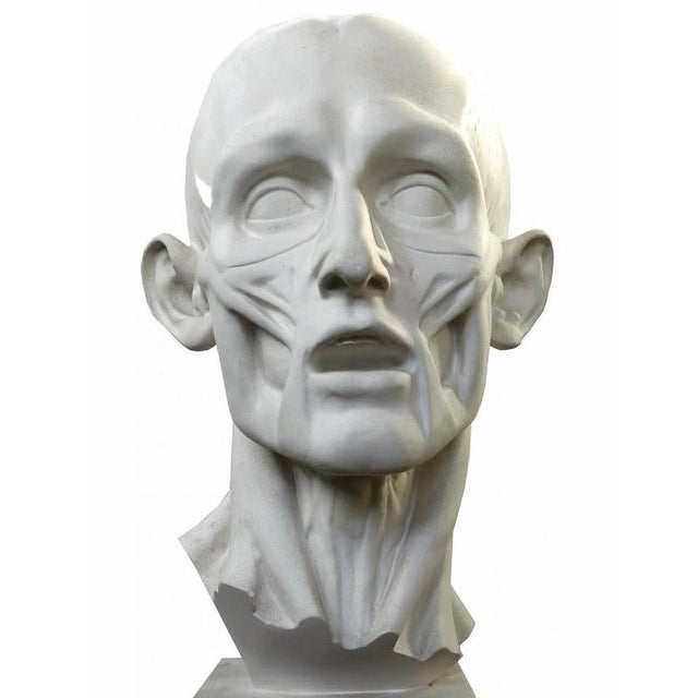Jean-Antoine Houdon, Flayed Man, 20th Century, Plaster Cast For Sale - Image 5 of 6