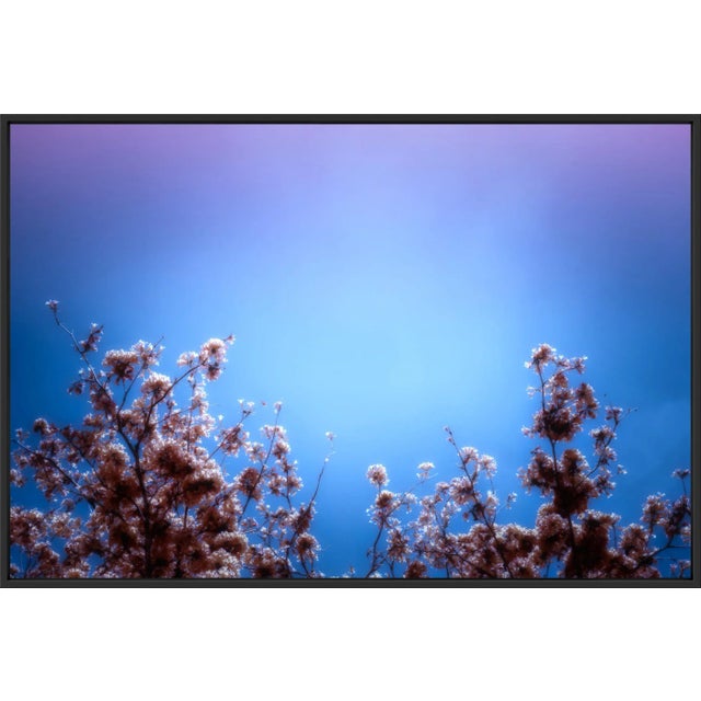 A dreamy play of color and light, this photograph captures delicate blossoms silhouetted against a glowing sky that shifts...