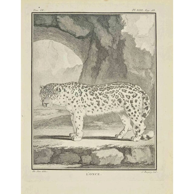 The ounce is an etching realized by Jean Charles Baquoy in 1771. The artwork Belongs to the suite "Natural, general and...