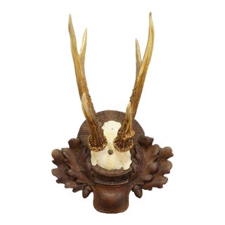 Black Forest Antique Roe Deer Trophy on Carved Plaque, Germany 1940s For Sale