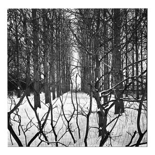 Paul Cooklin, Treeline, Photograph For Sale