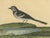 Eleazar Albin, Water Wagtail, 1730, Engraving on Paper For Sale - Image 5 of 10