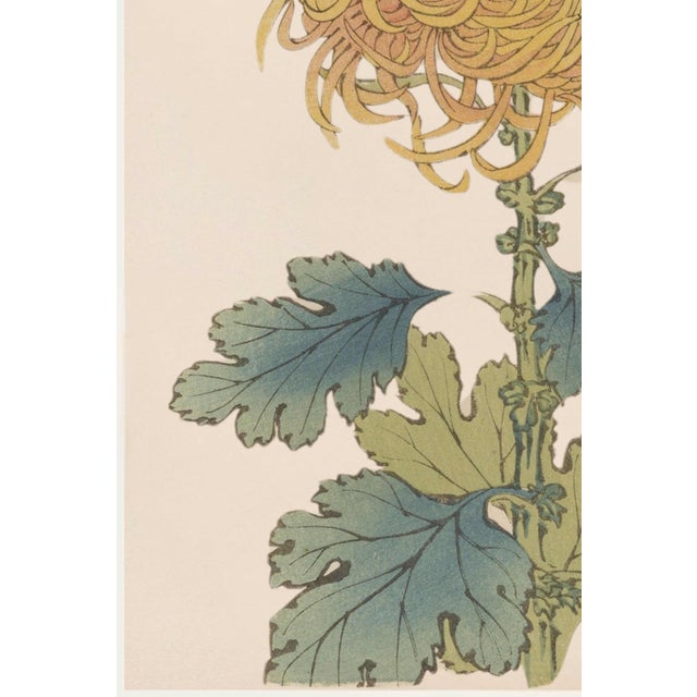 Gold Mum by Hasegawa, Vintage Japanese Botanical Art Print, 16" X 24" For Sale - Image 4 of 9