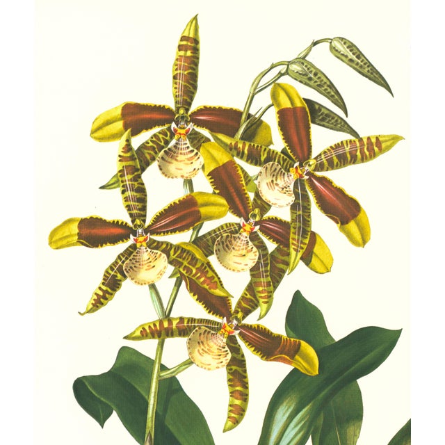 Limited edition reproduction print of one of the most famous botanical works ever produced, "The Orchidaceae of Mexico and...