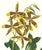 Limited edition reproduction print of one of the most famous botanical works ever produced, "The Orchidaceae of Mexico and...