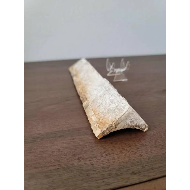 Brown 19th Century Architectural Salvage Chicago Stock Exchange Frieze Molding Fragment For Sale - Image 8 of 11