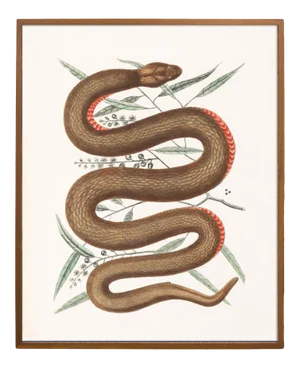 Reproduction Vintage Woodland Snake Print - 16 X 20