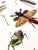 Sculpture Materials 1806 Hand-Colored Entomology Engravings by J. Wilkes – Set of 2 For Sale - Image 7 of 12
