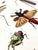 Sculpture Materials Early 19th Century Antique Insect Color Engravings Entomology- Set of 2 For Sale - Image 7 of 12