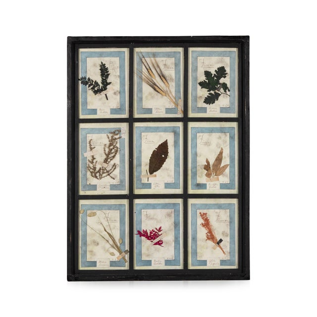 20th Century Italian Large Oak Frame with Pressed Flowers and Herbs For Sale - Image 18 of 18