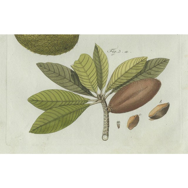 Early 19th Century Bertuch, Tropical Fruits, 1800, Engraving For Sale - Image 5 of 9
