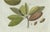 Early 19th Century Bertuch, Tropical Fruits, 1800, Engraving For Sale - Image 5 of 9
