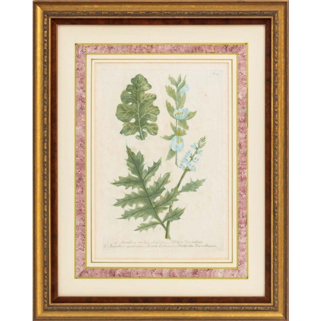 Green Johann Wilhelm Weinmann Botanical Engravings, Pair For Sale - Image 8 of 14