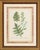 Green Johann Wilhelm Weinmann Botanical Engravings, Pair For Sale - Image 8 of 14