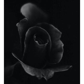 Rose Still Life Black and White Photo Garo For Sale