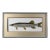 Late 20th Century Douglas Tibbitts (New Hampshire, Contemporary), Northern Pike., Acrylic on Paper For Sale