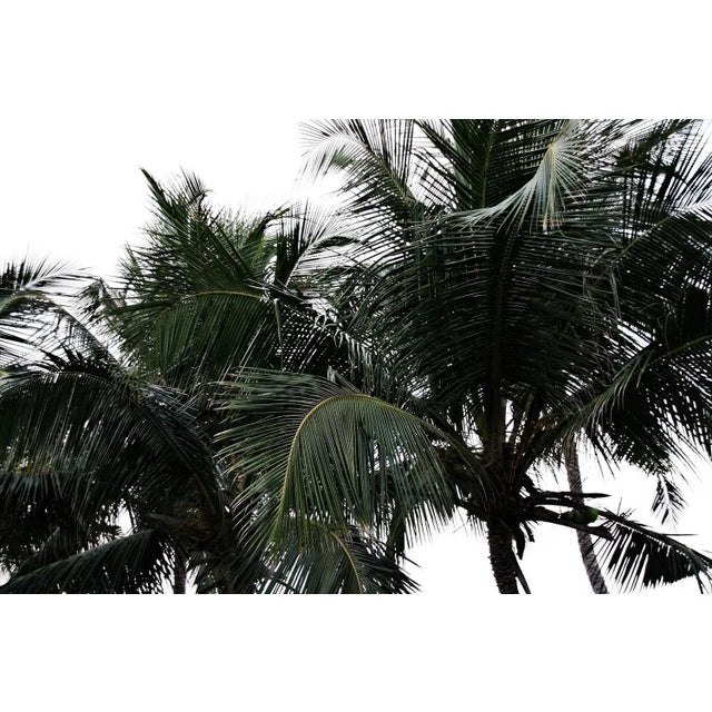 Tijuana Palms ' by Stuart Christian Möller limited edition to 10 only this size - signed View of palm trees in the...